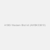 A1BG Western Blot kit (AWBK33810)